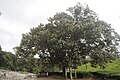 Tree (male) and branching pattern in the open