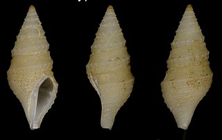 <i>Mangelia subsida</i> Species of gastropod