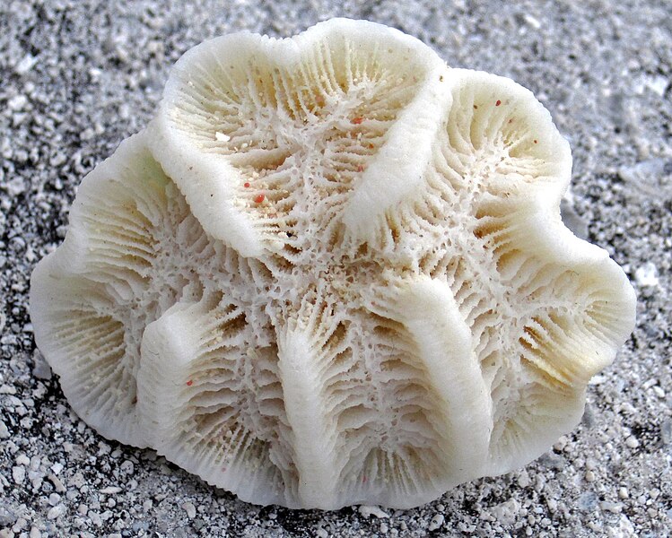 File:Manicina areolata (rose coral) (San Salvador Island, Bahamas) 3 (16089935741).jpg