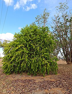 Maranthes corymbosa.jpg