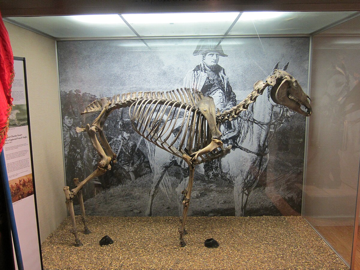 Marengo's skeleton November 2011.JPG