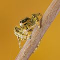 24 - Marpissa muscosa (Jumping spider) created, uploaded and nominated by Lviatour