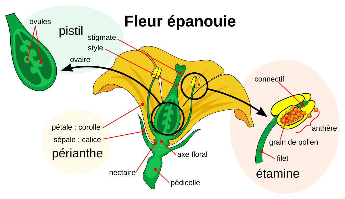 Nectaire (botanique) — Wikipédia
