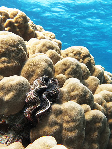 File:Maxima clam on a dome coral.JPG