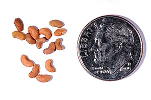 Medicago sauvagei seeds.JPG