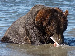 Un ours kodiak, avec un saumon.
