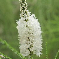 Melaleuca huegelii