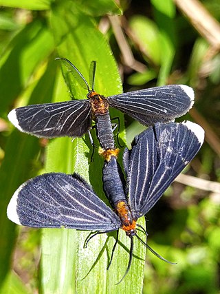 <i>Melanchroia</i> Genus of moths