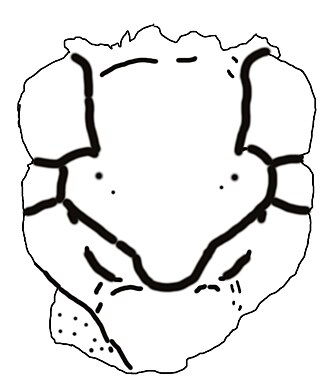 <i>Mesoparapylocheles michaeljacksoni</i> Extinct species of hermit crab