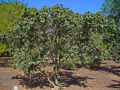 Metrosideros excelsa Habitus