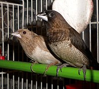 Moineau Du Japon Wikipédia