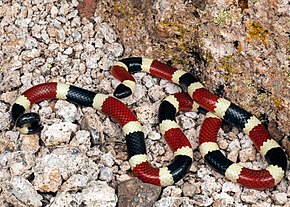 Beschrijving van de afbeelding Micruroides euryxanthus.jpg.