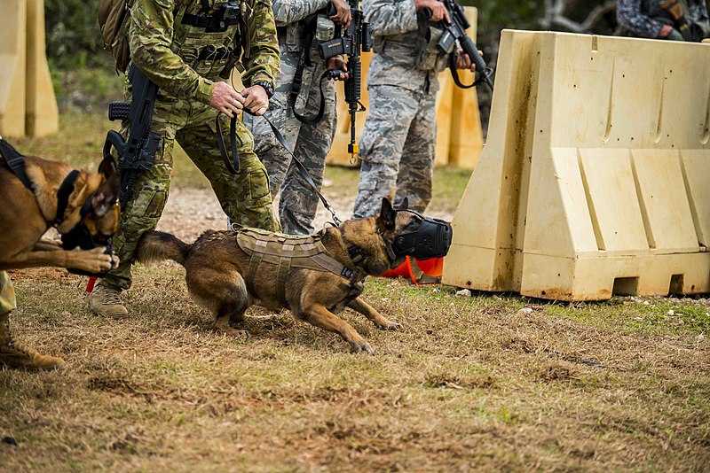 File:Military working dogs in Guam.jpg