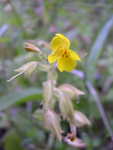 File:Mimulus guttatus-7-06-04.jpg