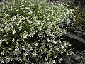 Minuartia laricifolia