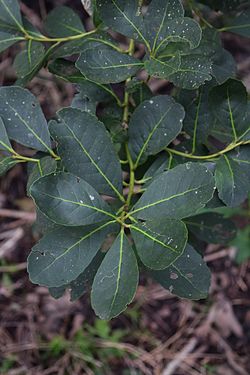 Ilex Paraguariensis: Nombre científico, Descripción, Taxonomía