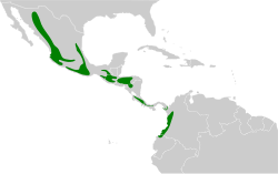 Mitrephanes phaeocercus map.svg