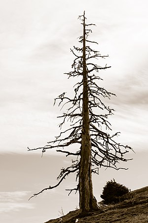 Dead Norway spruce (Picea abies)