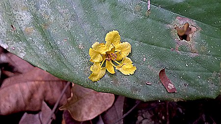 Moldenhawera floribunda