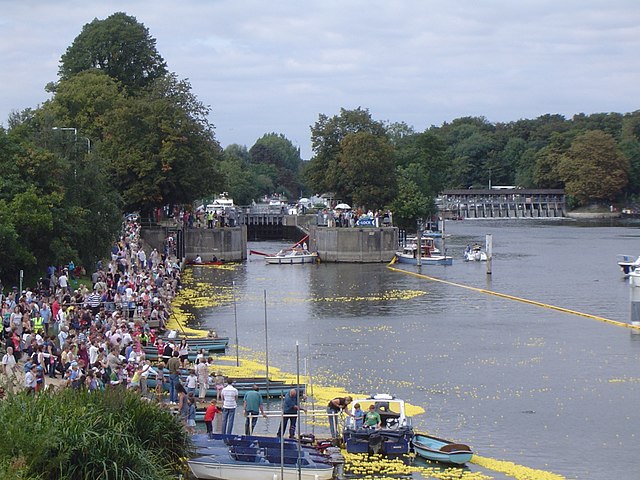 Rubber duck race - Wikipedia