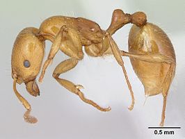 Monomorium adiastolon