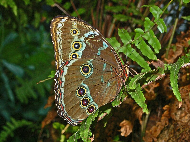 File:Morpho achilles-2.JPG