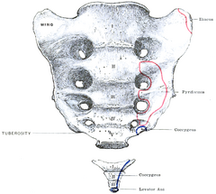 Category:Human sacrum with muscle attachments - Wikimedia Commons