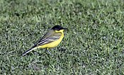 Motacilla flava - Western Yellow Wagtail.jpg