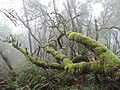 fog in forest along Muir Woods-Dipsea Trail