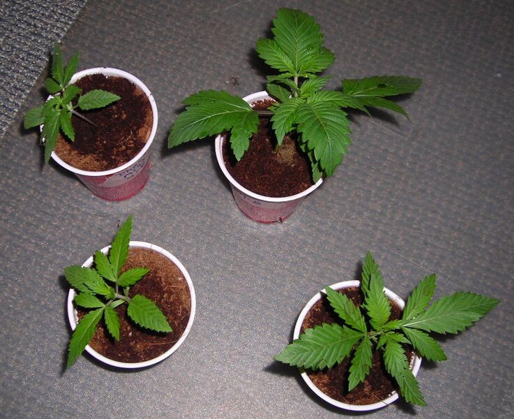 File:Mullaways Seedlings.jpg