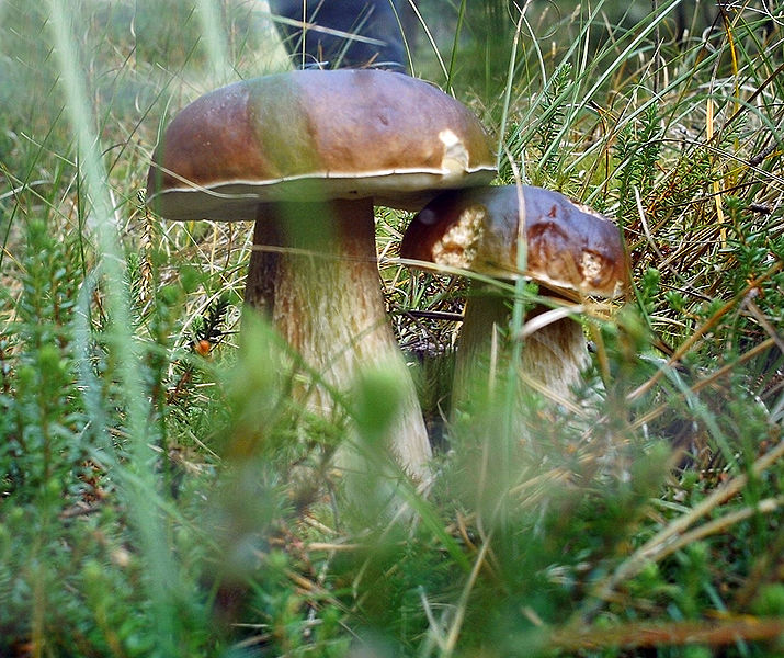 File:Mushrooms ml.jpg