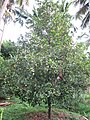 درخت جوز هندی در فصل میوه