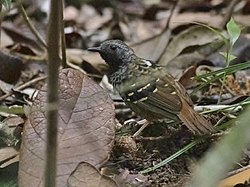 Myrmoderus ruficauda Scalloped Antbird (male), Frei Caneca reserve; Jaqueira, Pernambuco, Brazil.jpg