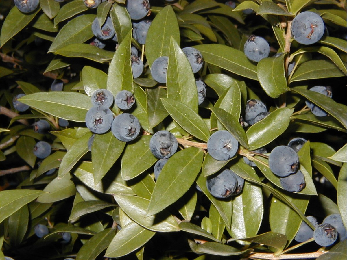 Myrtus communis