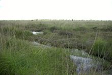 Ewiges Meer Nature Reserve, raised bog element of the remains of a bog in East Frisia NSGEwM.jpg
