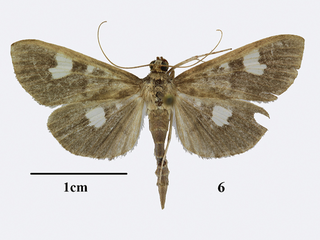 <span class="mw-page-title-main">Agroterini</span> Tribe of moths