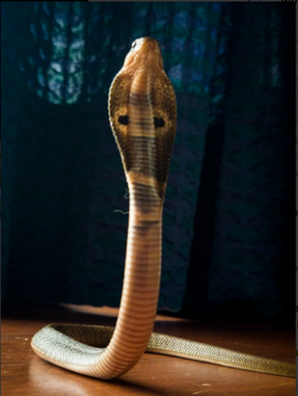 Captive Indian cobra from southern India (state of Karnataka)