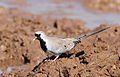 Namaqua dove, Oena capensis, at Mapungubwe National Park, Limpopo, South Africa (18089238635).jpg