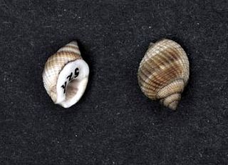 <i>Nassarius globosus</i> Species of gastropod
