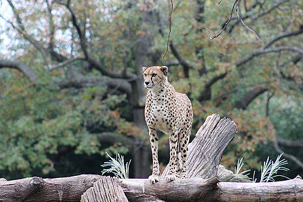 The Cheetah Conservation Station at the National Zoo in Washington, D.C.