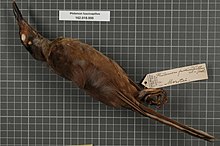 Naturalis Biodiversity Center - RMNH.AVES.134524 1 - Philemon fuscicapillus (Wallace, 1862) - Meliphagidae - bird skin specimen.jpeg