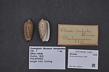 Naturalis bioxilma-xillik markazi - ZMA.MOLL.358741 - Oliva rufula Duclos, 1840 - Olividae - Mollusc shell.jpeg