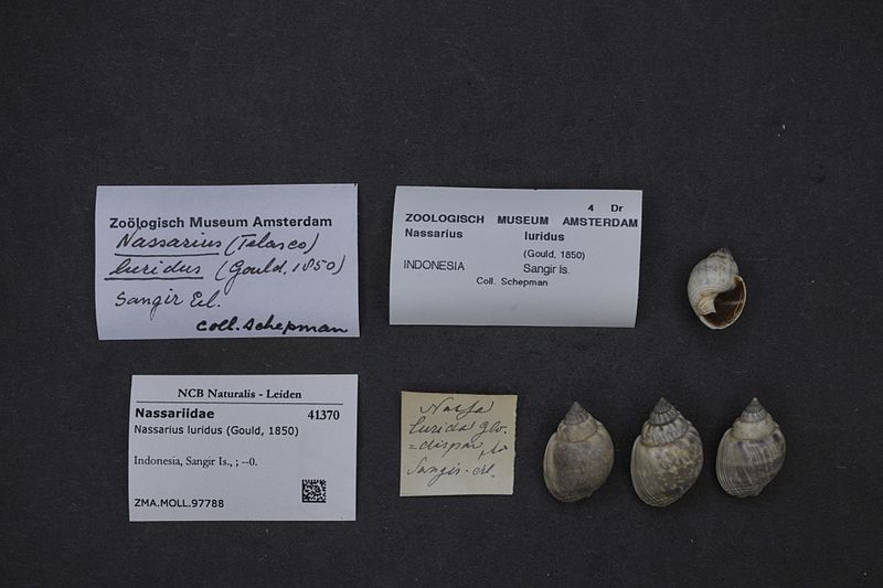 File:Naturalis Biodiversity Center - ZMA.MOLL.97788 - Nassarius luridus (Gould, 1850) - Nassariidae - Mollusc shell.jpeg