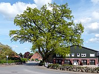 88. Platz: Tmhpr mit Eiche (Quercus robur) in Bebensee im Kreis Segeberg
