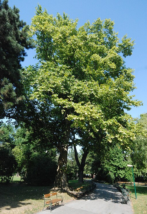 Naturdenkmal 567 GuentherZ 2010-08-25 0129 Wien01 Rathauspark Platane