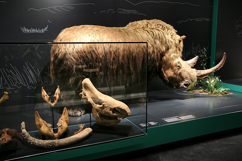 File:Naturhistorisches Museum Mainz- (7)-Wollnashorn.jpg