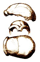 parte superior de crânio encontrada por Fuhlrott