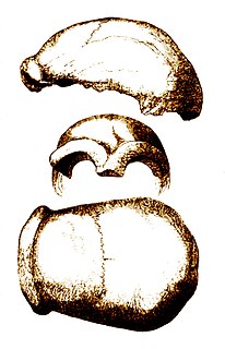 <span class="mw-page-title-main">Neanderthal 1</span> Neanderthal fossils