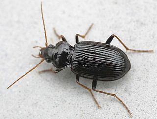 <i>Nebria brevicollis</i> species of insect