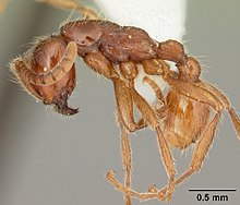 Neivamyrmex opacithorax casent0104142 профил 1.jpg